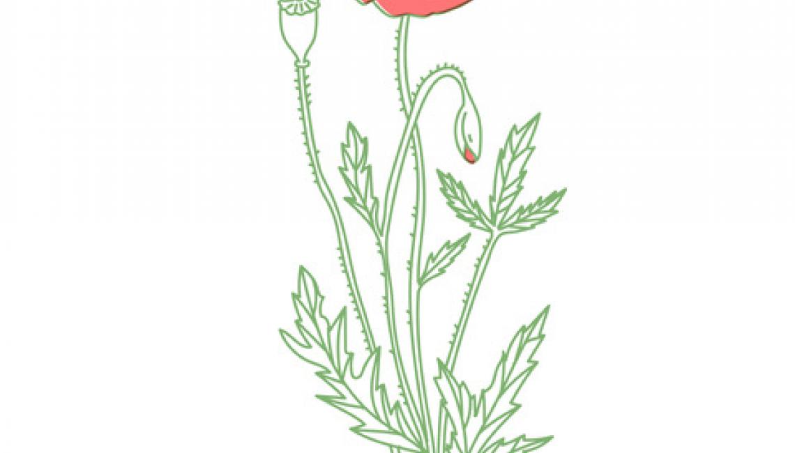 Közönséges Pipacs