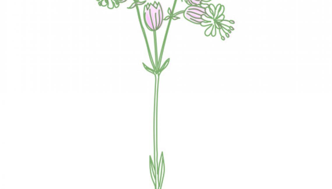 Hólyagos Habszegfű