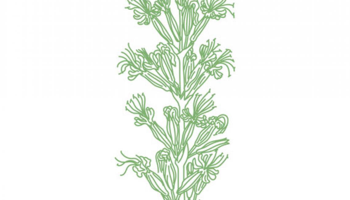 Ragadós Mécsvirág