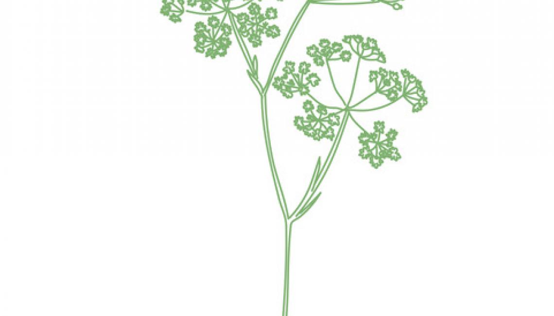 Hasznos Földitömjén