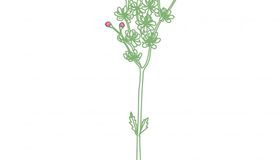 Koloncos Legyezőfű